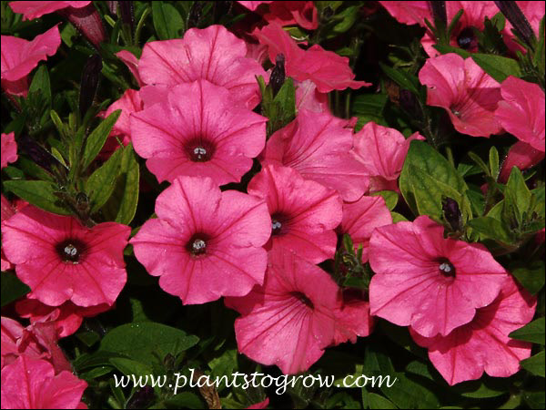 Supertunia Fuchsia